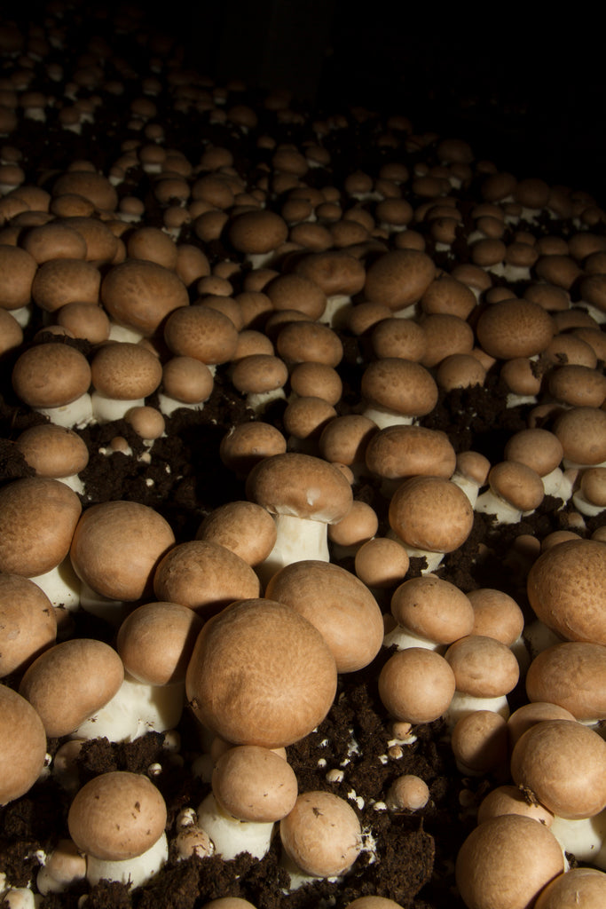 White Button Mushroom Grow Kits – River Valley Ranch & Kitchens, Button Kit