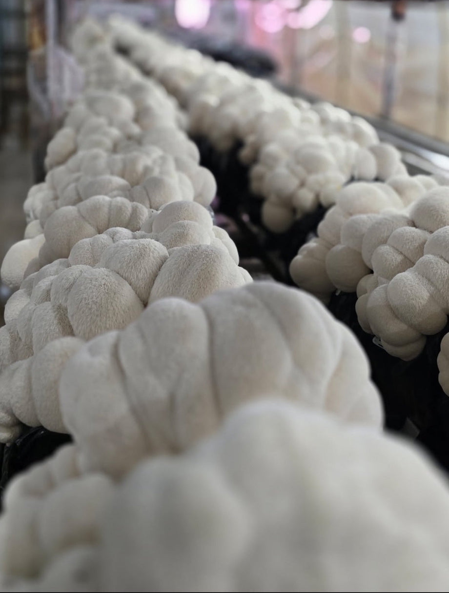 Lion's Mane Fresh Mushrooms – River Valley Ranch & Kitchens