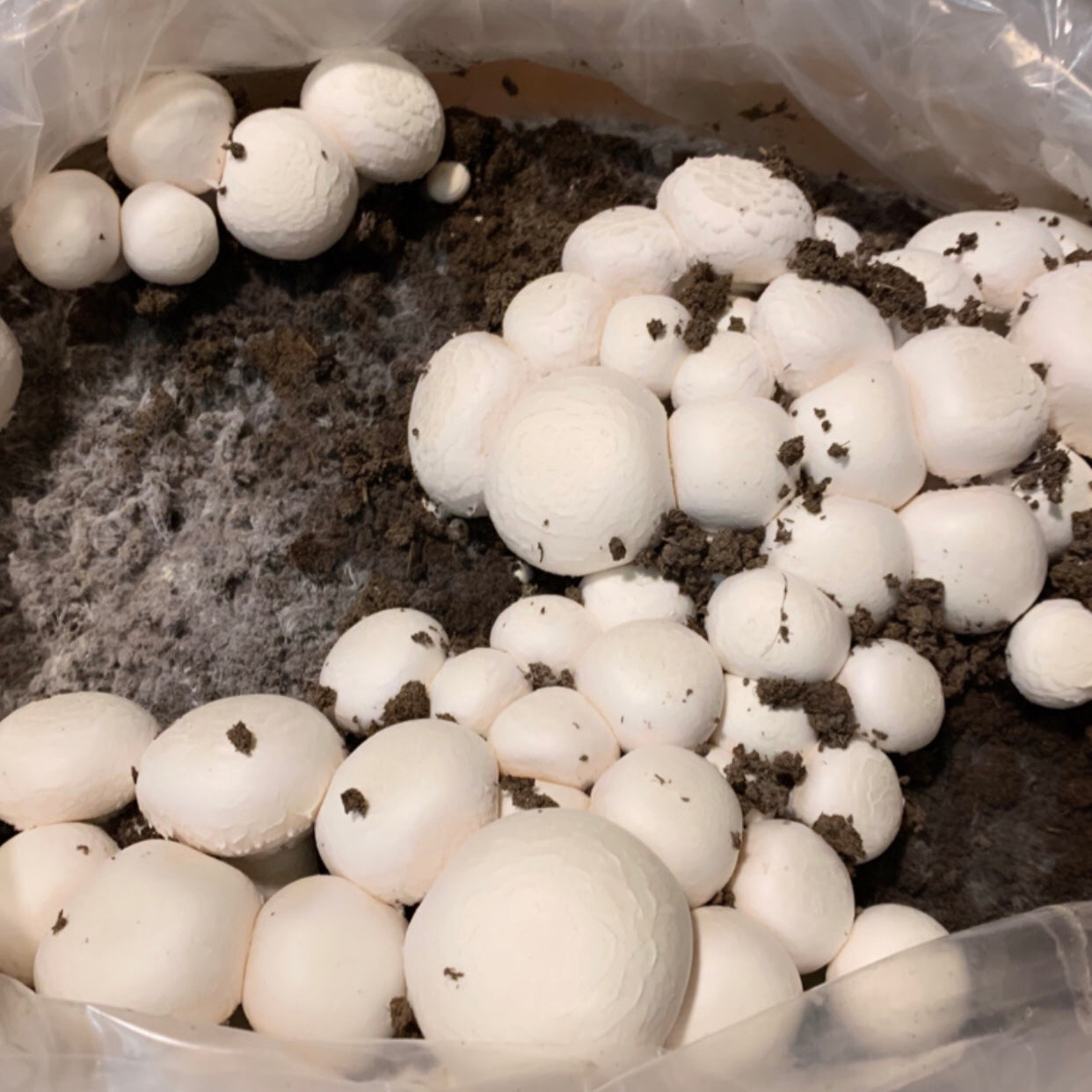 White Button Mushroom Grow Kits – River Valley Ranch & Kitchens