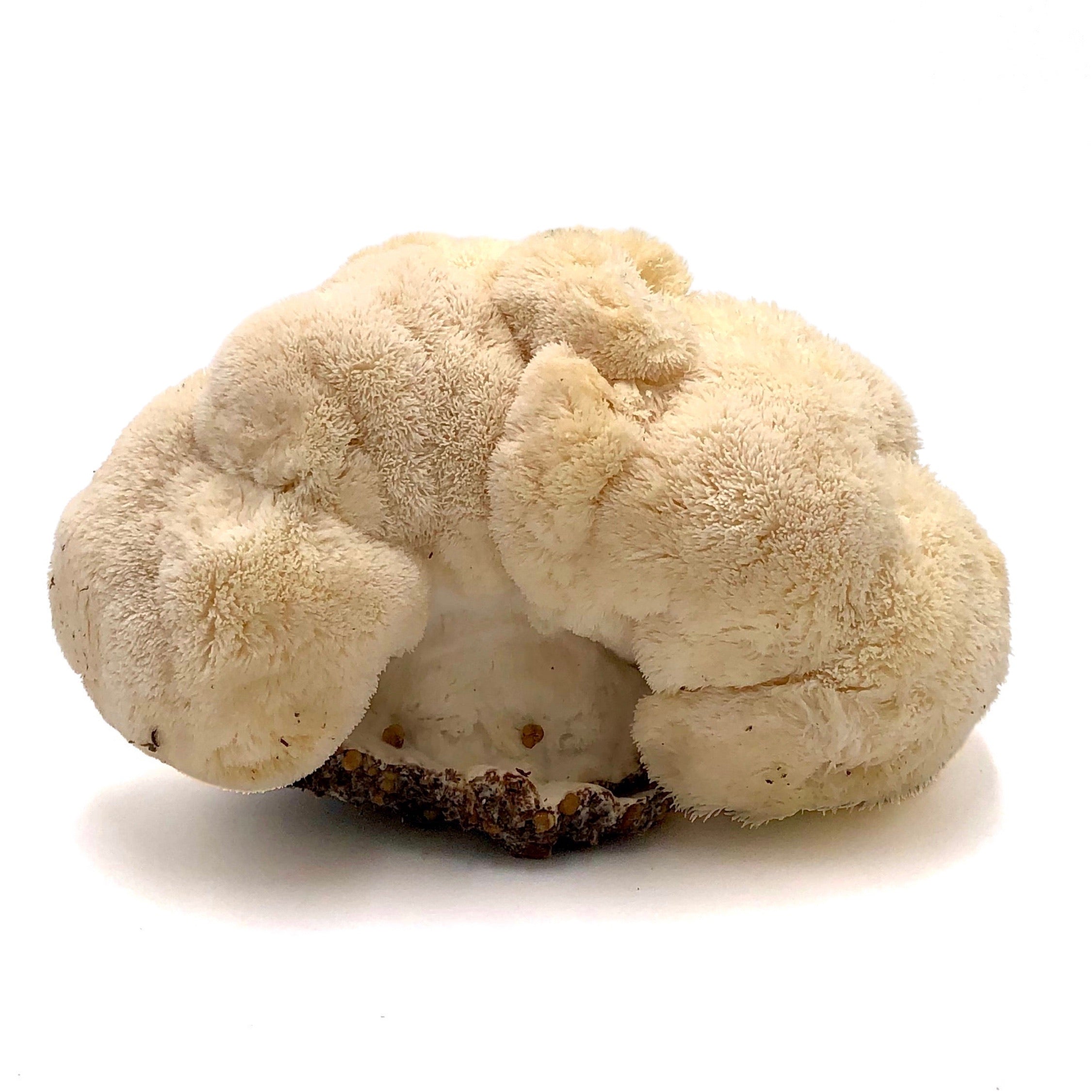 Lion's Mane Whole Mushrooms – River Valley Ranch & Kitchens